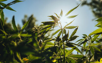 El Cáñamo industrial en Colombia: impulso al desarrollo sostenible del campo colombiano