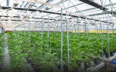 La Importancia de la Trazabilidad y la Digitalización en la Industria del Cannabis